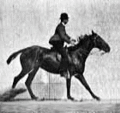120px-Muybridge_horse_jumping_animated