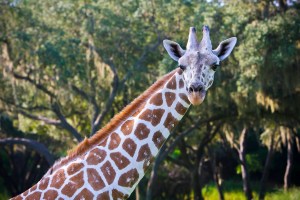 Walt Disney World Gallery Photo