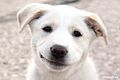 120px-Smiling_Dog_Face