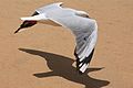 Seagull_Flying_Low_(6587136165)