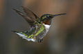 120px-Hummingbird-4