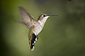 120px-Hummingbird_Texas