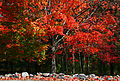 120px-Lone_multicolored_maple