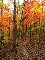 90px-Hall-bend-trail-foliage-tn1