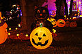 Jack-o'-lantern_Black_Cat