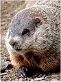 89px-Closeup_groundhog