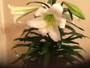 Easter Lily