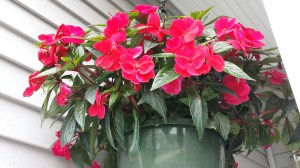 20140719_112908_resized