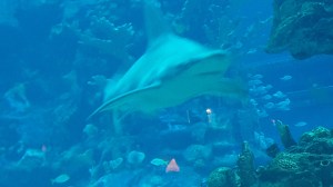 Under Seas Ret. tank