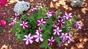 Petunia striped 2016