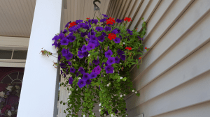 Petunias hanging basket 2016