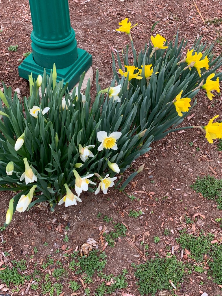 Daffodils