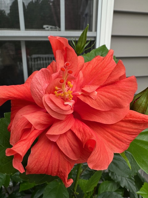 Close-up of a vibrant coral hibiscus flower with layered petals and yellow stamen, surrounded by green leaves and a blurred background.