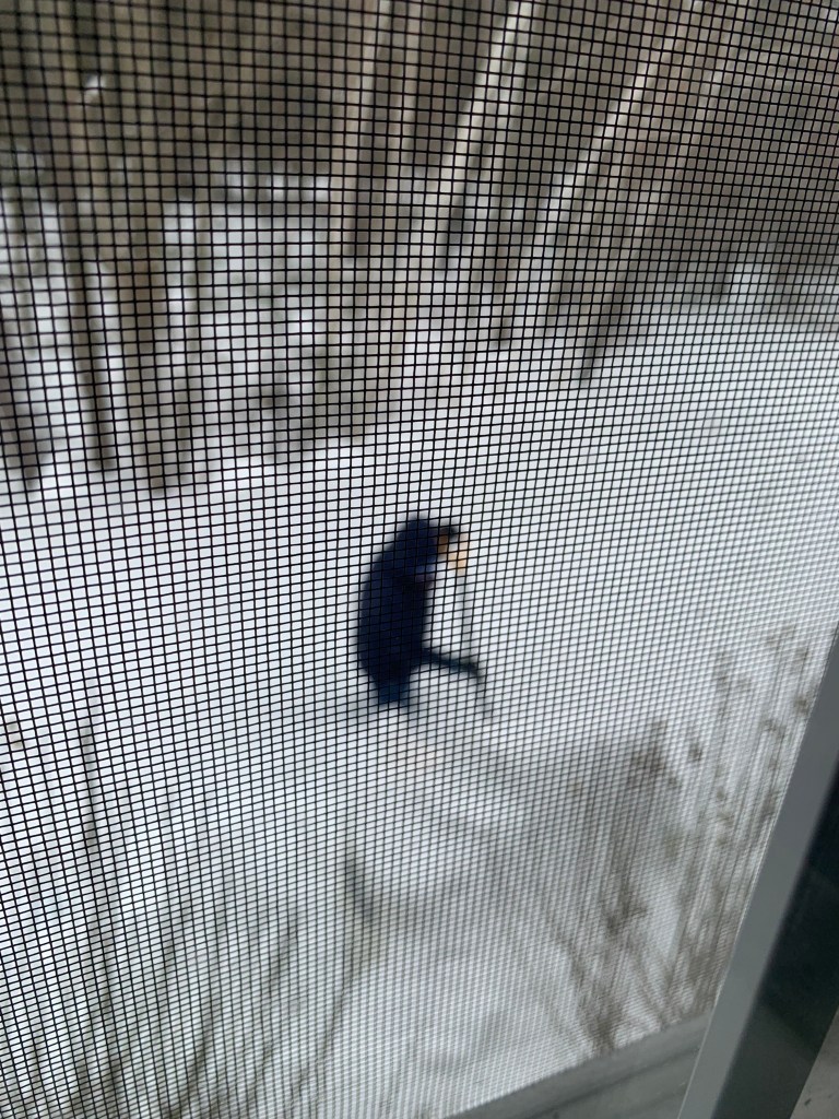 A person shoveling snow outside, viewed through a mesh window screen.