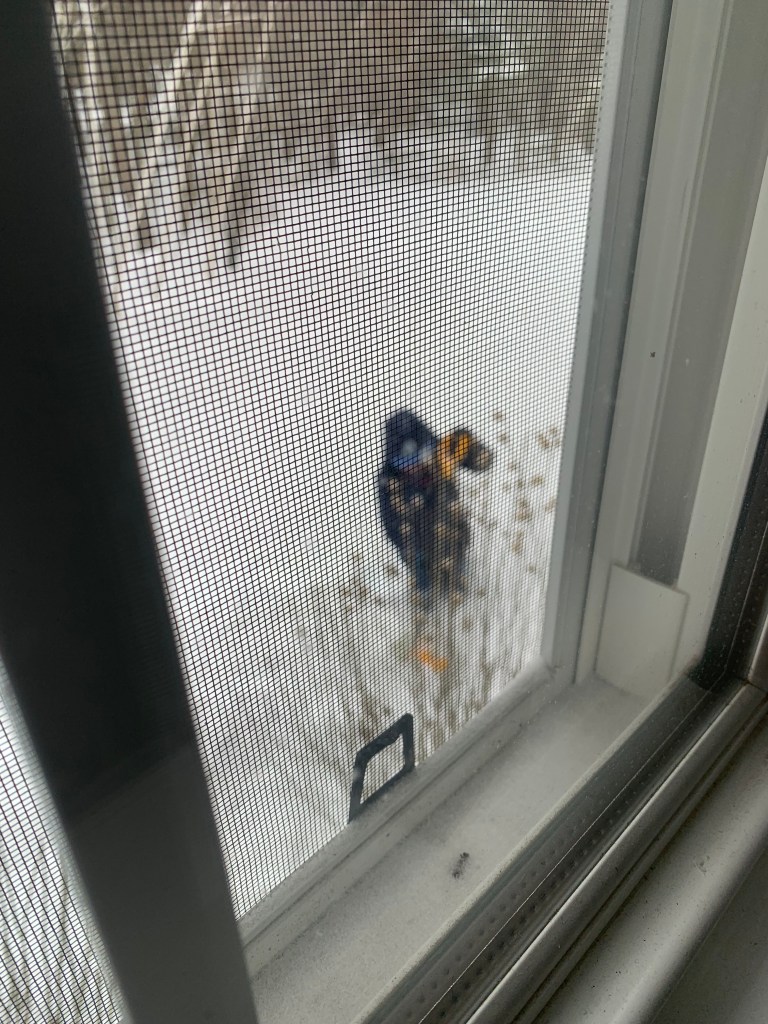 A person dressed in winter clothing is shoveling snow in a snowy landscape, viewed through a window screen.