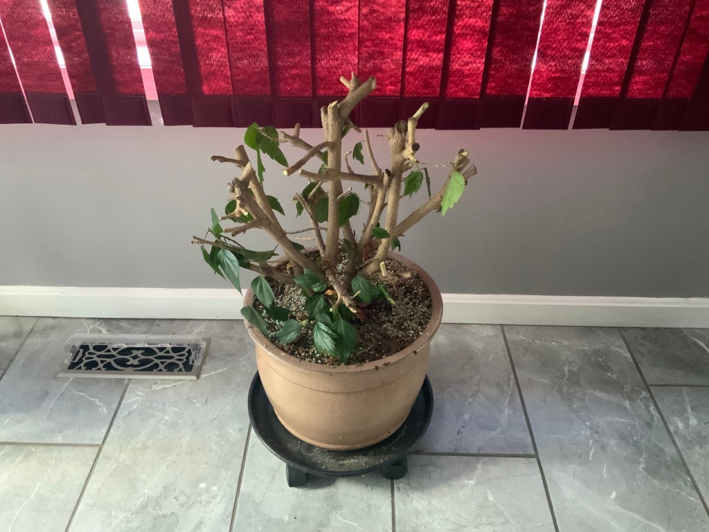 A potted indoor plant with sparse leaves and trimmed branches, sitting on a dolly in a well-lit room. Red blinds are partially drawn in the background.